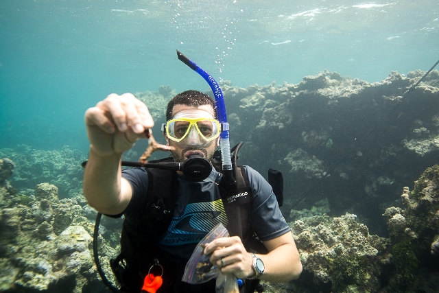SECORE diver underwater showing tile with baby corals