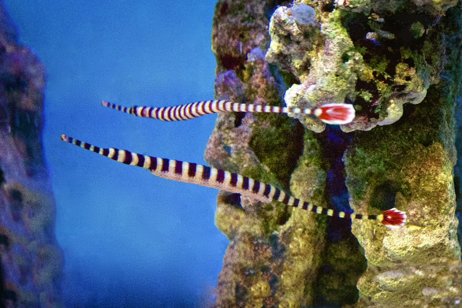 banded pipefish outstretched