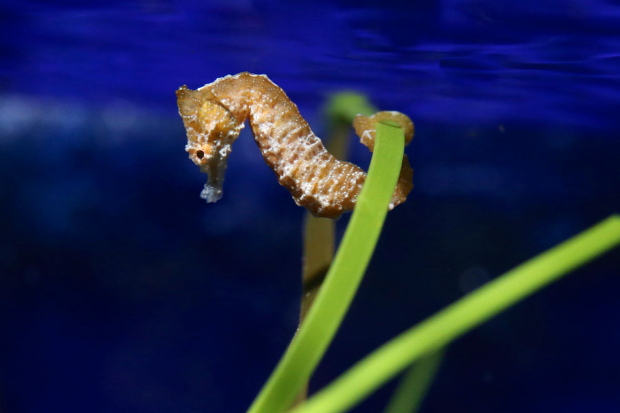 Dwarf seahorse