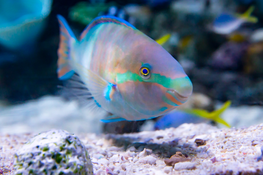 Yellowfin Parrotfish scarus flavipectoralis