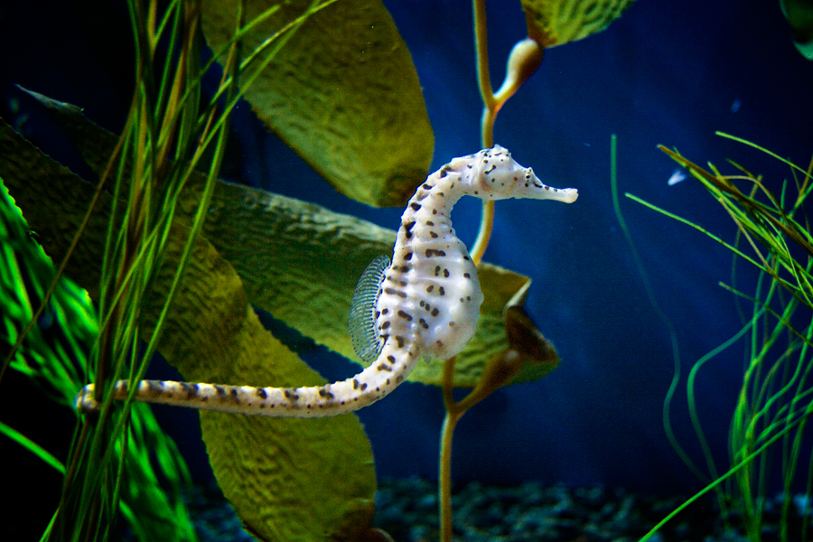 pot bellied seahorse