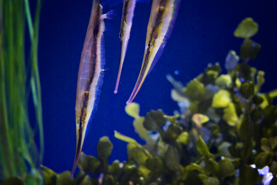 Three Razorfish blue background