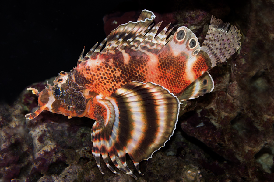 Twinspot Lionfish Dendrochirus biocellatus