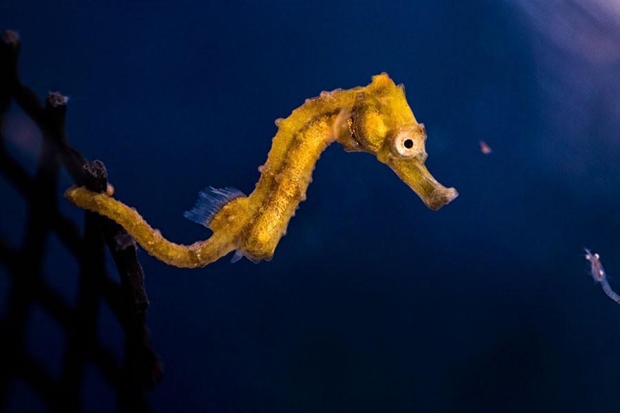 baby seahorse and food