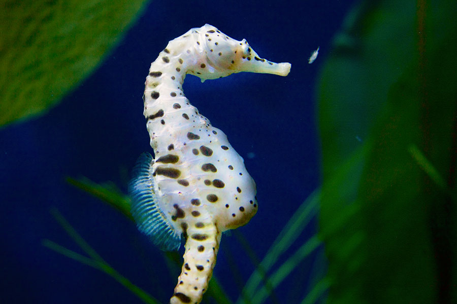 Pot-bellied Seahorse