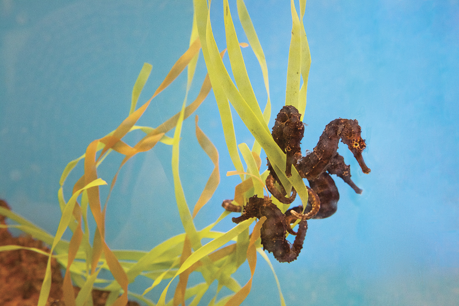 Tigertail Seahorse - Hippocampus comes