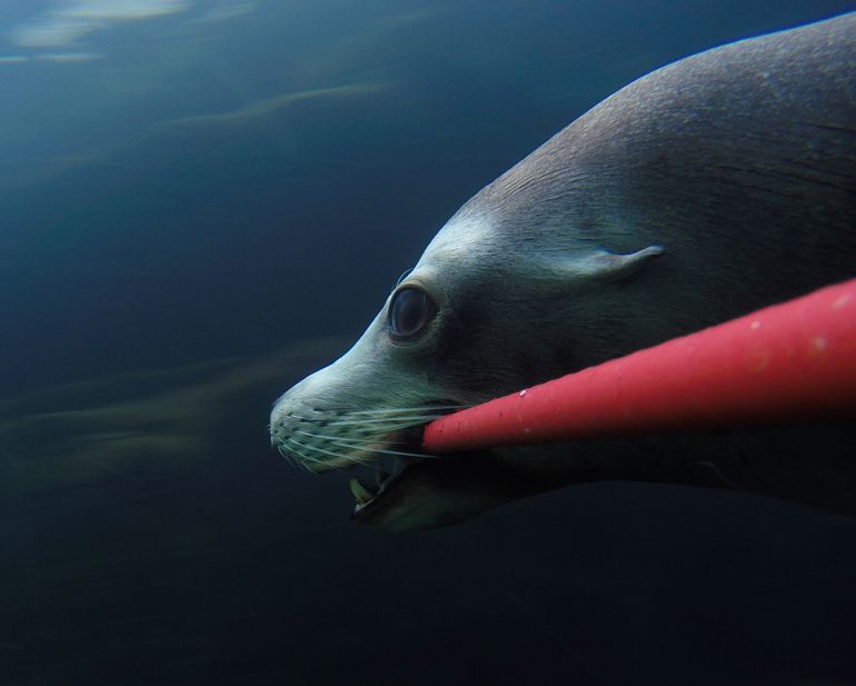Group Shots-Sea Lion Selfie Stick