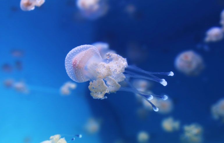 New Jelly Species on View in Tropical Pacific Gallery