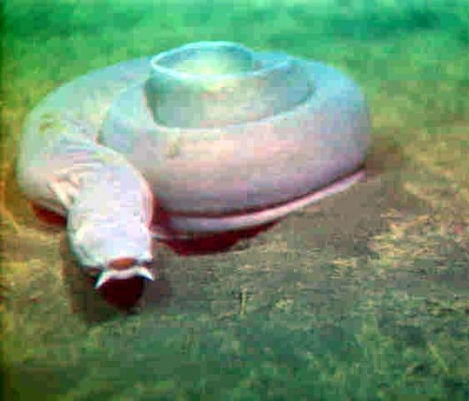 Image result for hagfish