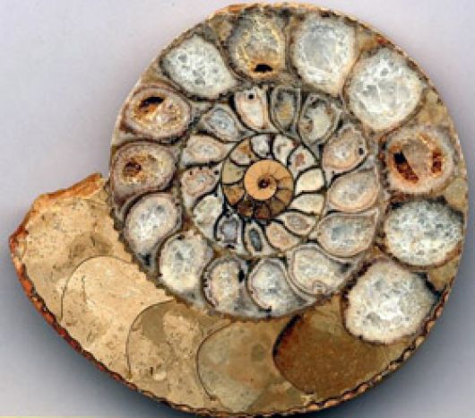 Aquarium Of The Pacific Online Learning Center Ammonite