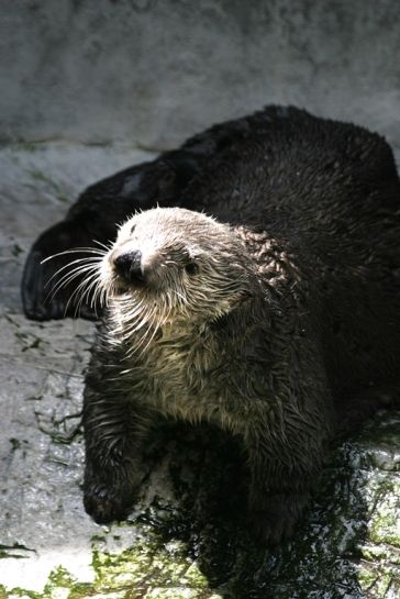 Charlie the Sea Otter Returns
