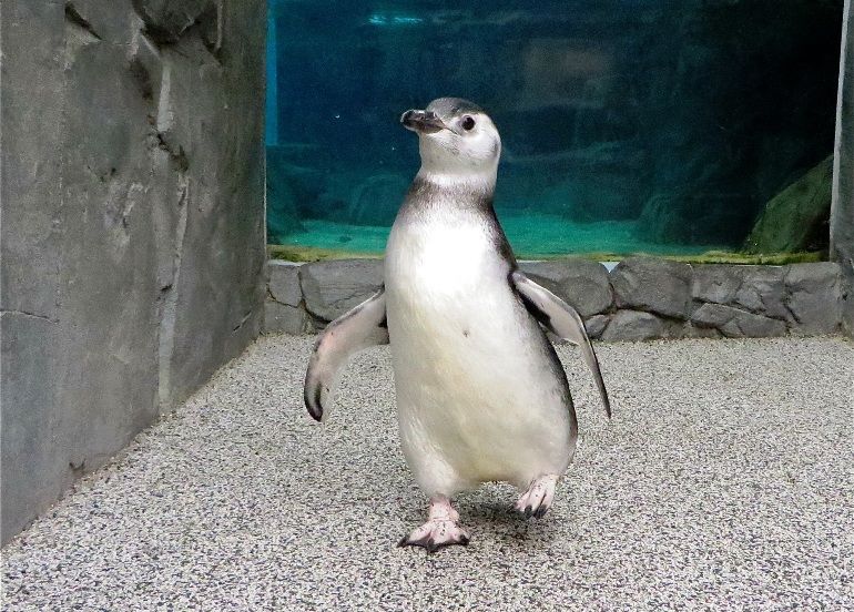 Penguins Born This Summer Make Their Public Debut