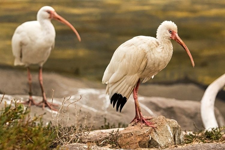 White Ibises on Display for the First Time