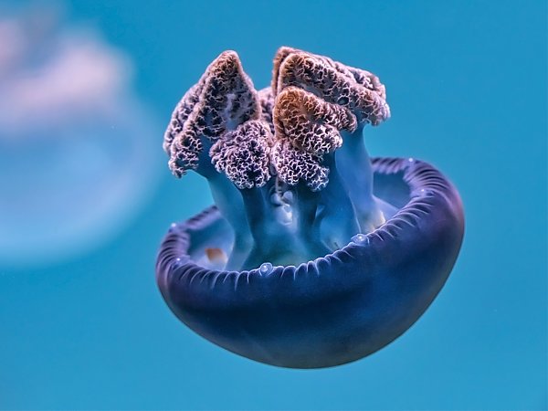 blue blubber jelly