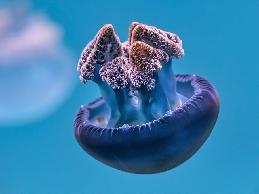blue blubber jelly