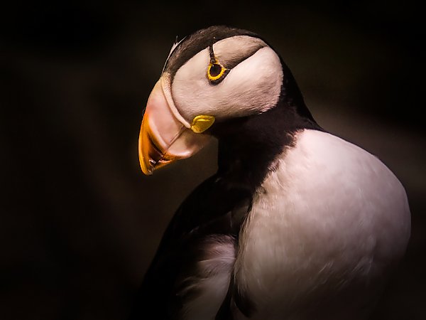 puffin in portrait with dark backdrop