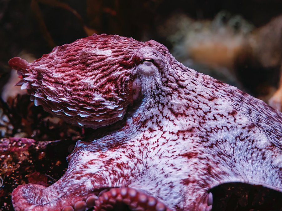 giant pacific octopus spread out with mottled white and red skin