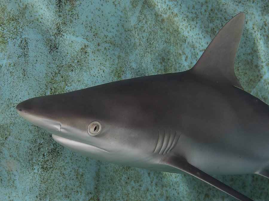grey reef shark closeup
