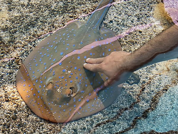 man touching spotted ray