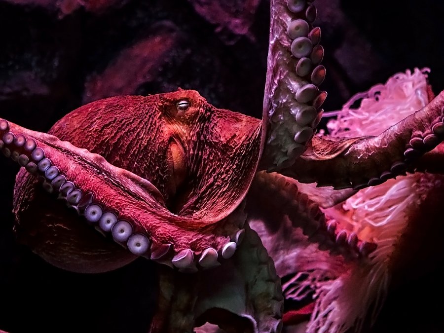 giant pacific octopus side view