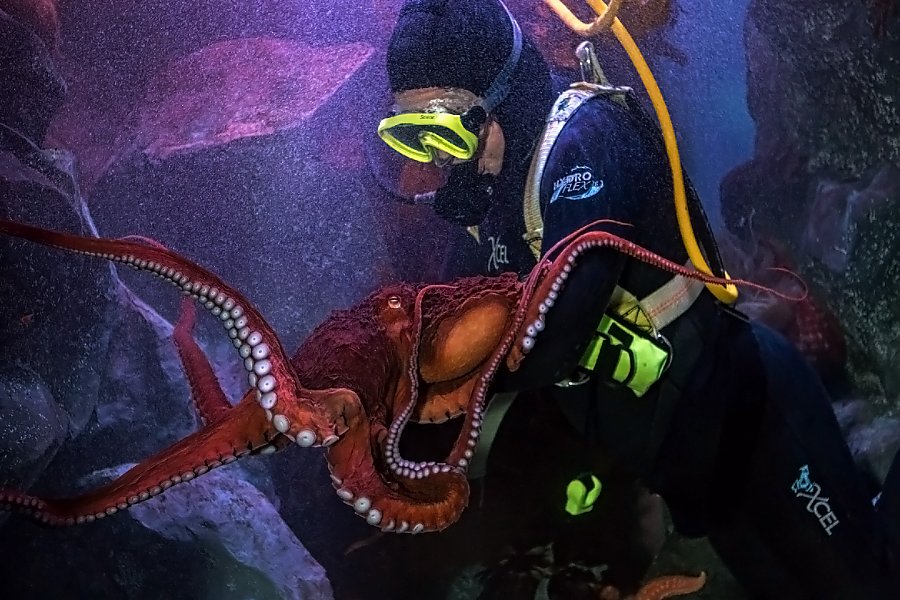 Angelina and Gumball the giant pacific octopus