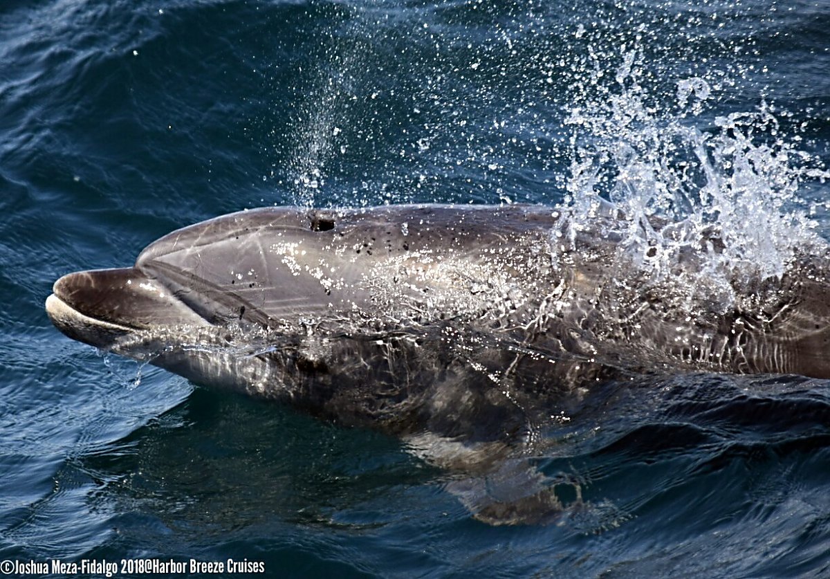 Bottlenose dolphin just about to porpoise out of the water