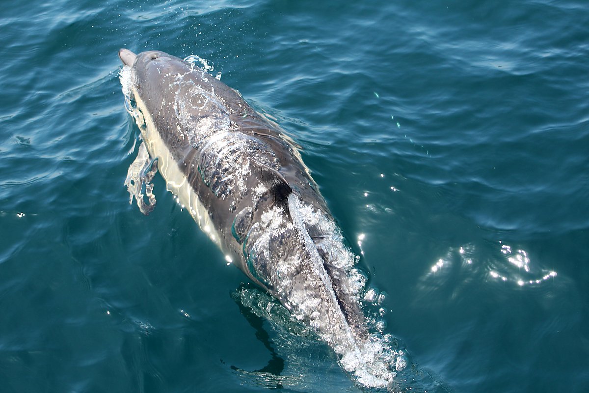 Common dolphin porpoising viewed from above
