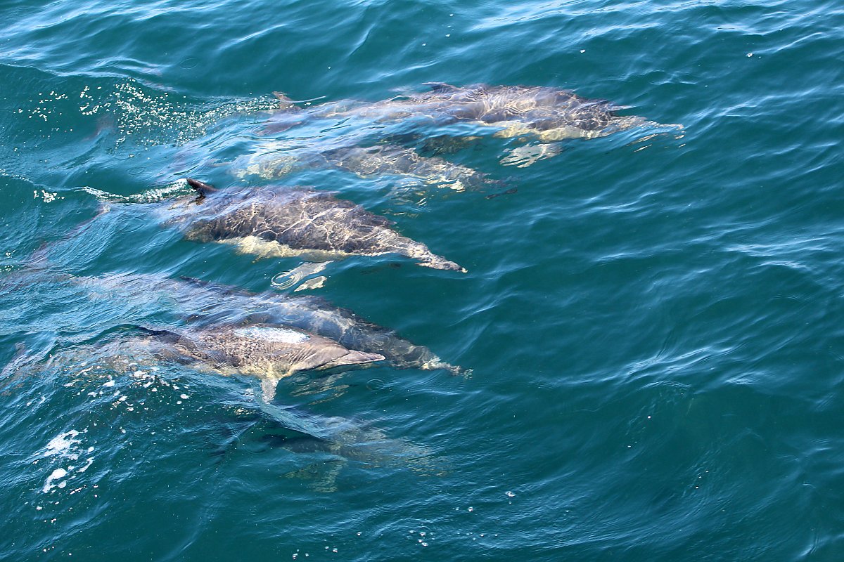 Common dolphins just below the surface of the water
