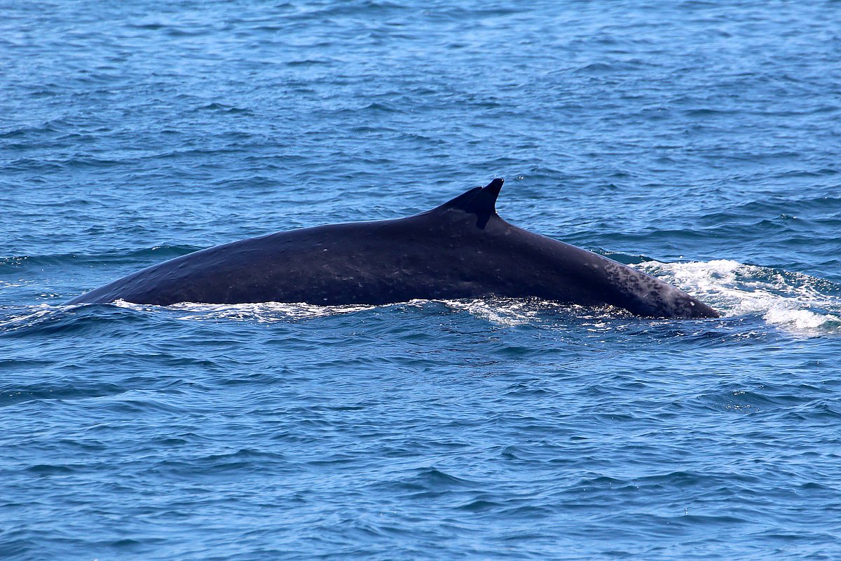 Fin whale dorsal fin, left side