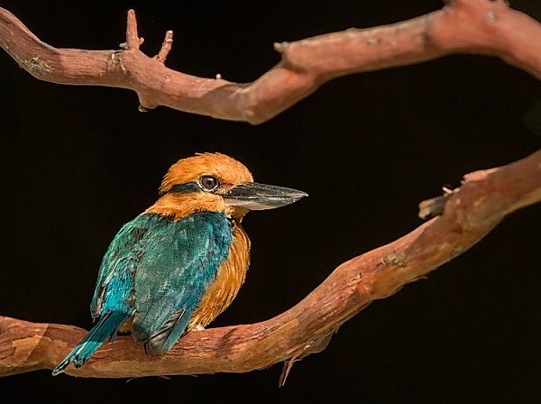 Kingfisher bird sitting on a branch