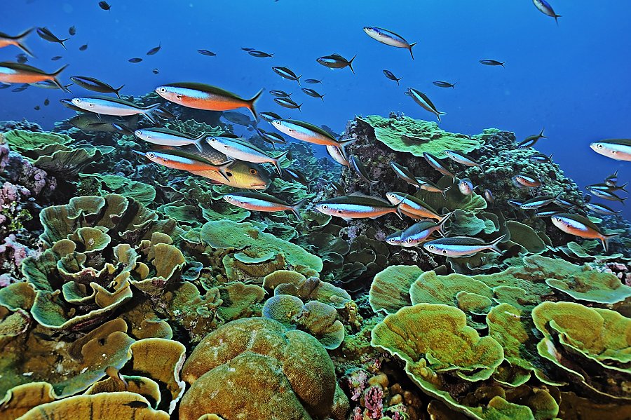 Coral reef featuring fish swimming by Keith Ellenbogen