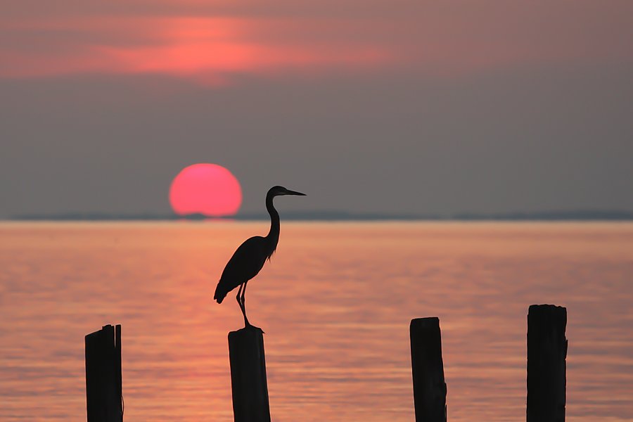 Heron at sunrise on Chesapeake Bay