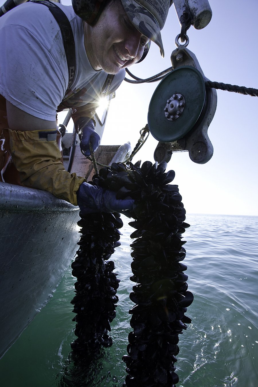 Fisherman with mussels on a longline