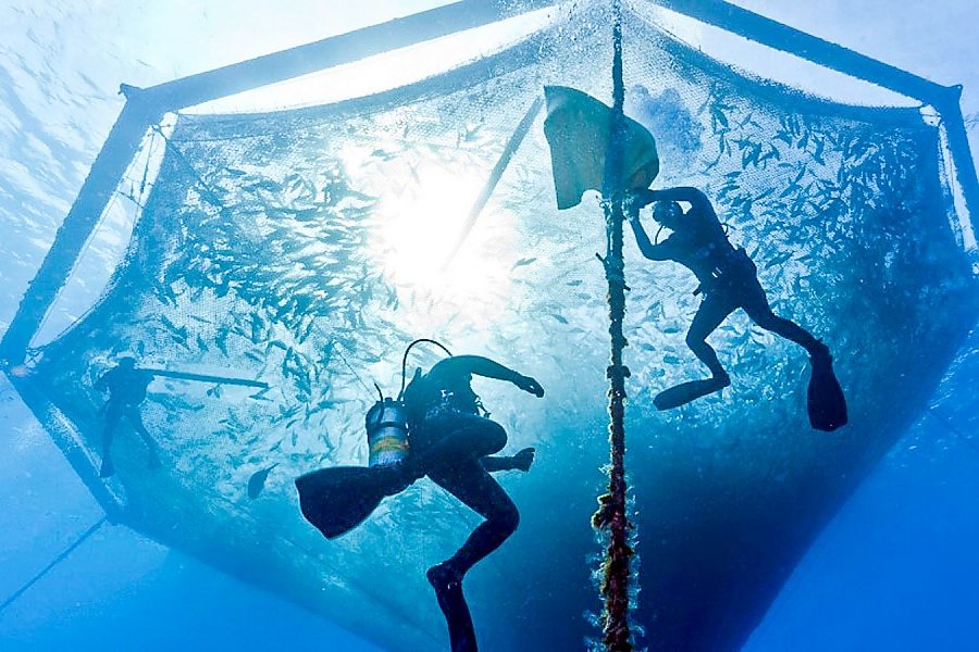 Divers in an fish pen