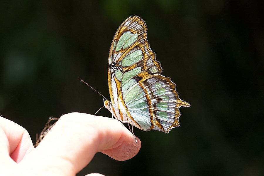The Malachite butterfly on Cooper’s finger