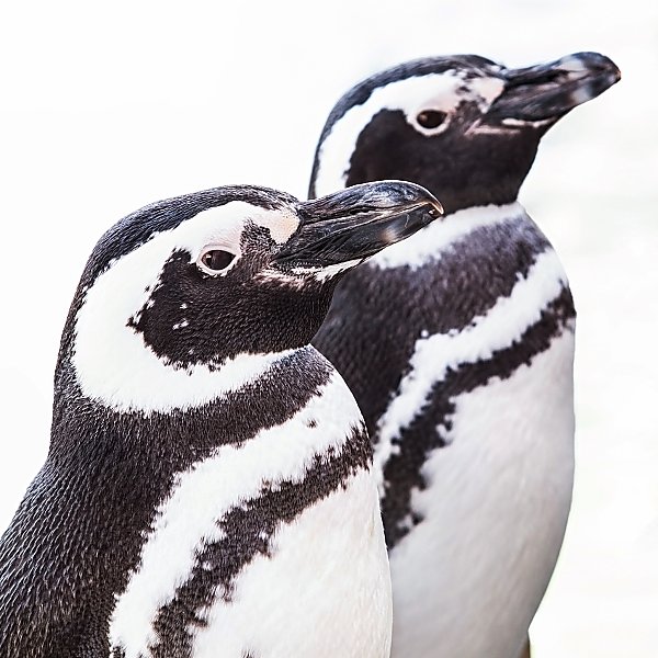 Pair of Magellanic Penguins