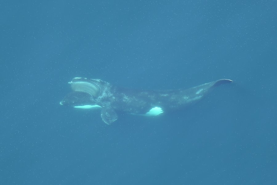 Right whale swimming