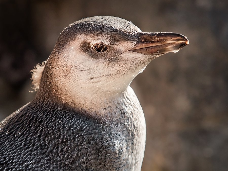 2017 penguin chick