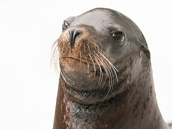 Headshot of Chase the sea lion against white background