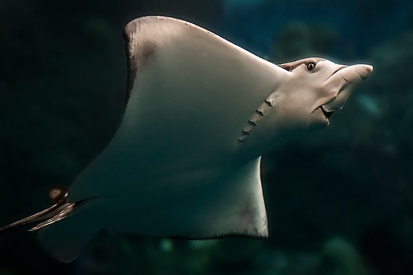 Eagle ray swims in Tropical Reef exhibit view of underside mouth and eye visible