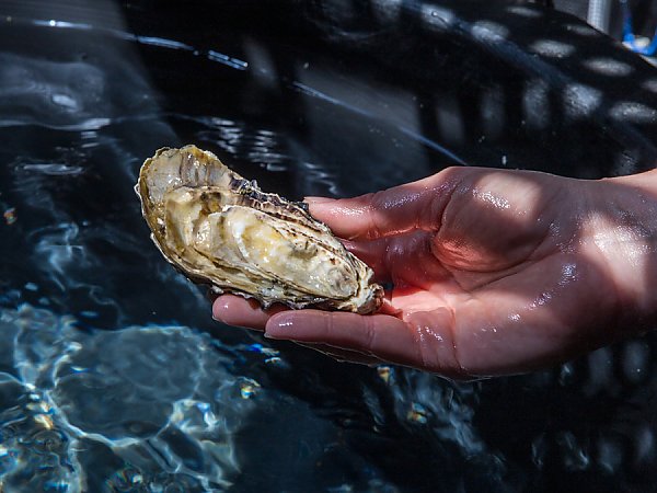 Hand holding a large oyster