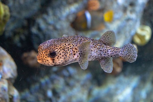 Spotfin Porcupinefish