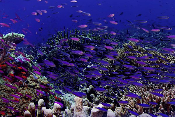 Coral and fish swimming