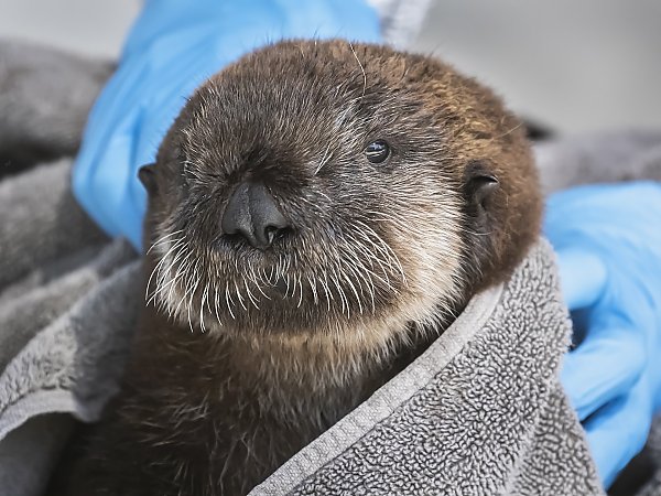 otter pup 926 wrapped in a towel held by two gloved hands
