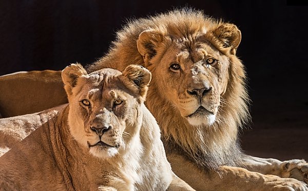 Lion Pair