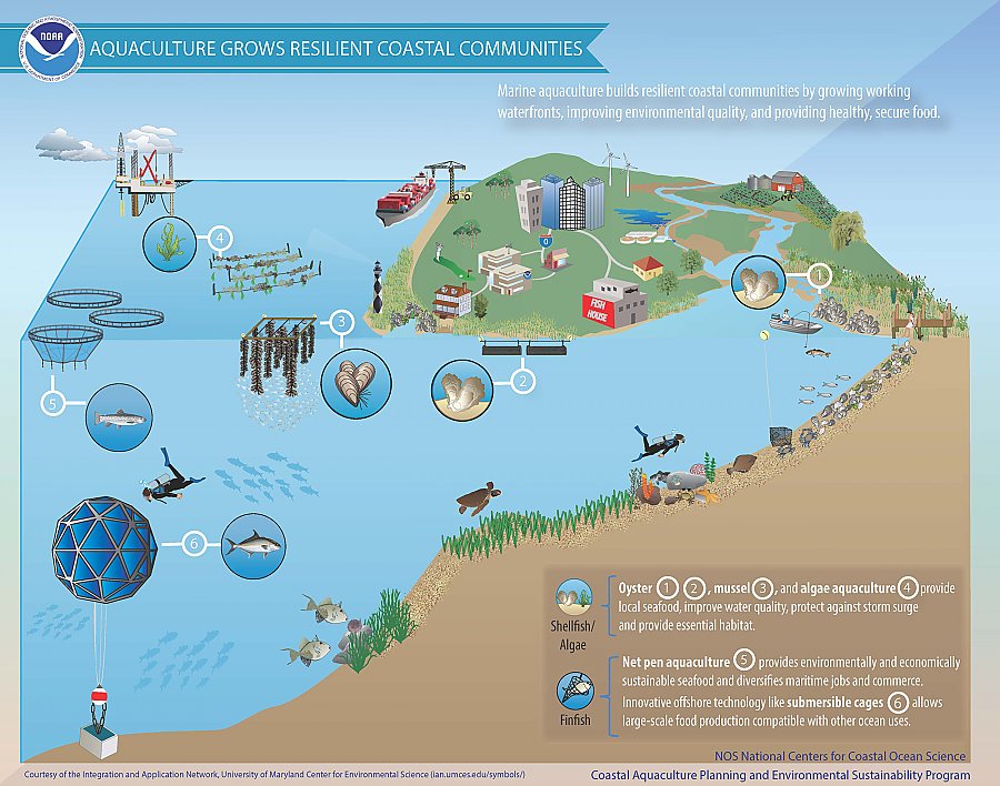 Graphic: Aquaculture grows resilient coastal communities