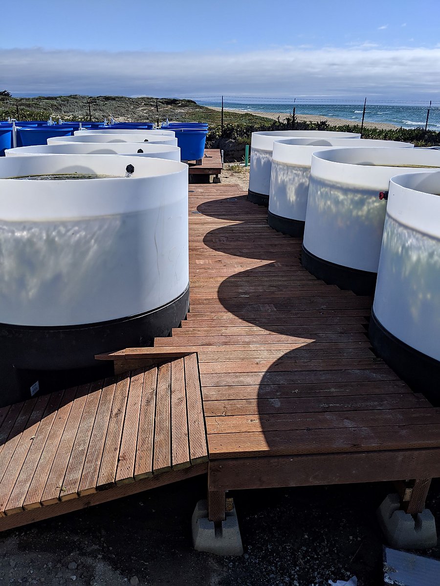 Large land-based seaweed tanks on a deck near the ocean..jpg