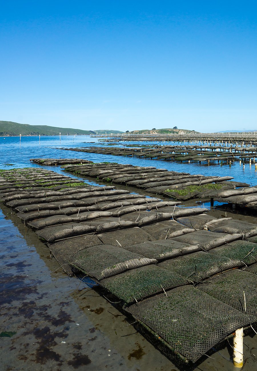 Oyster flip bags in rows on a mudflat at low tide.