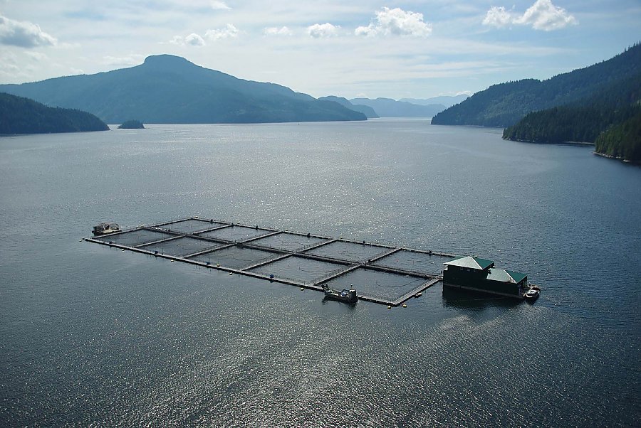 Overhead view of aquaculture farm