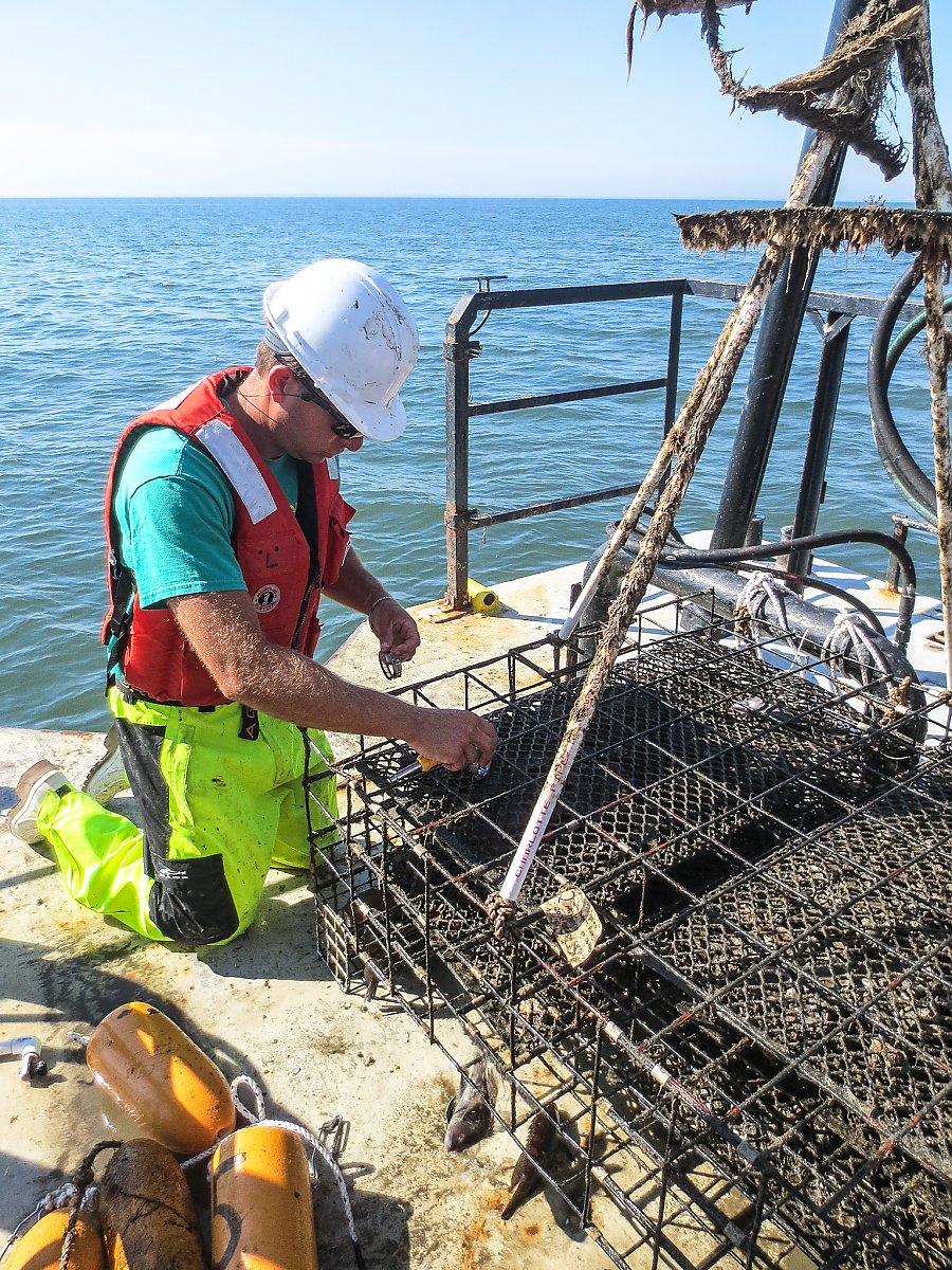Man kneels over oyster cage on a boat.